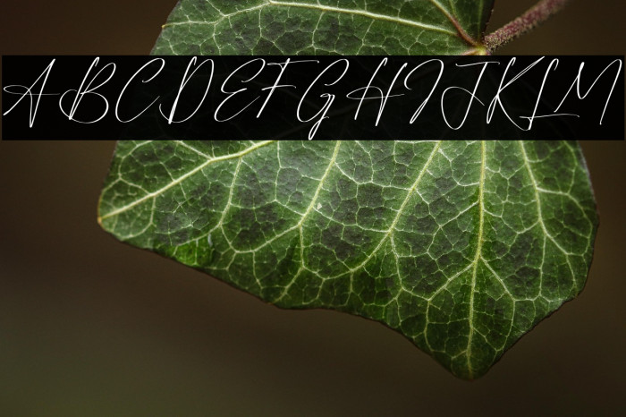 Reltinatha Signature Example 3