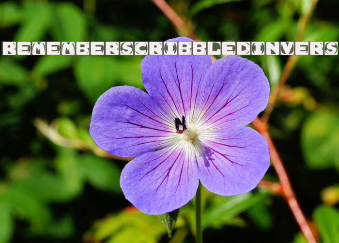 RememberScribbledInvers Font examples