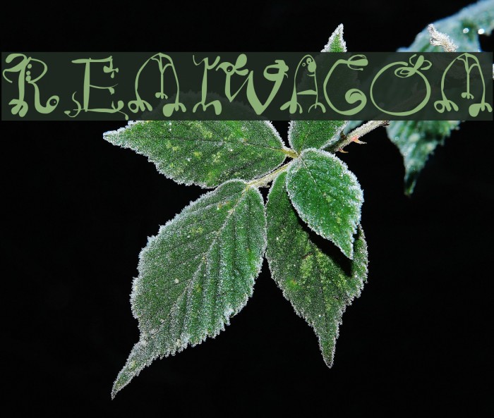 RemiWacom Font examples