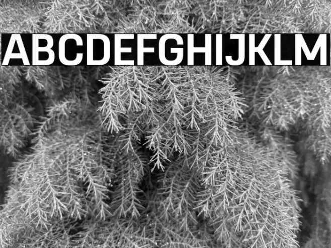 RemoveDEMO-Bold Font examples