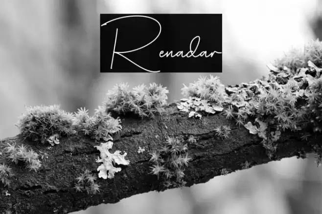 Renadar Font examples