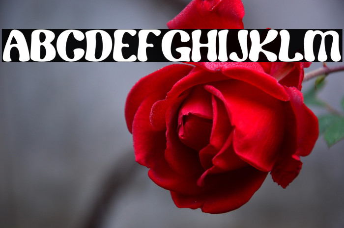 Renaf Regular Example 1