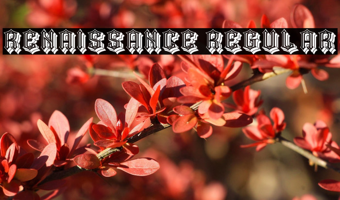 Renaissance Regular Example 3