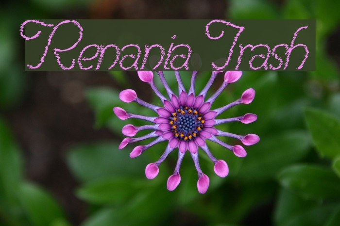Renania Trash Font examples