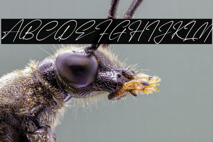 Renattha Signate Italic Example 3