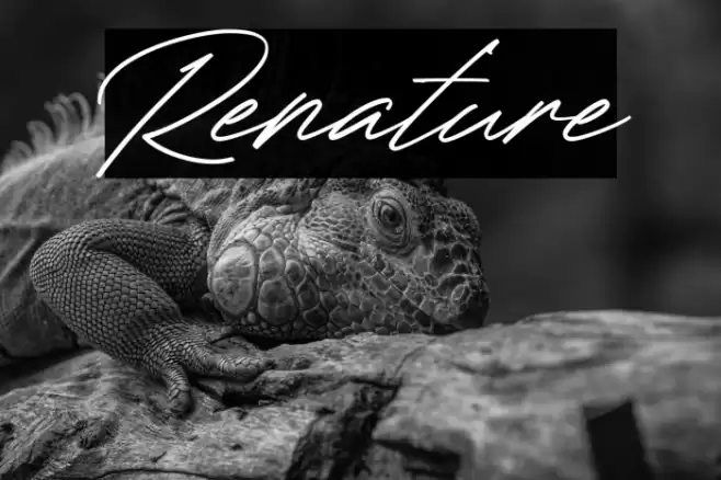 Renature Font examples