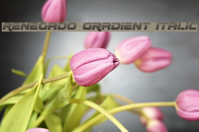 Renegado Gradient Italic Font examples