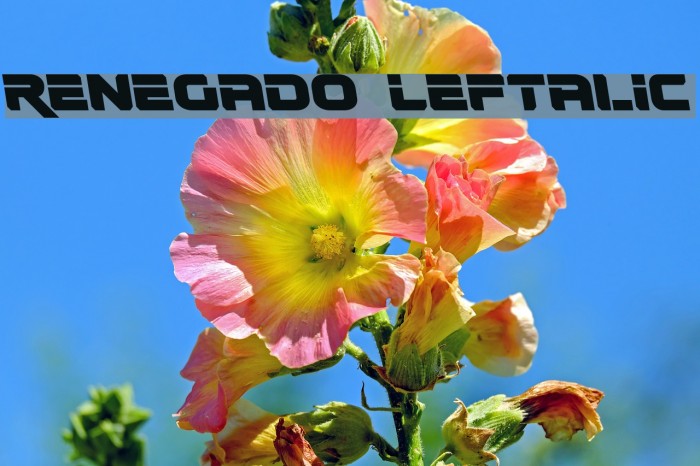 Renegado Leftalic Example 1