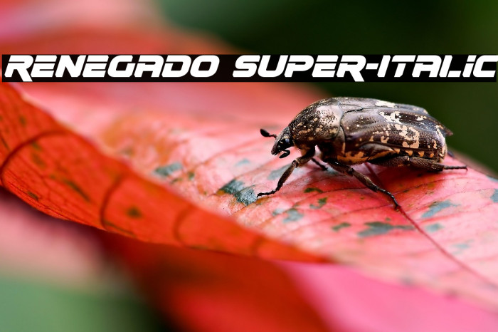 Renegado Super-Italic Example 1