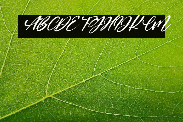 Renesmee Italic Example 3