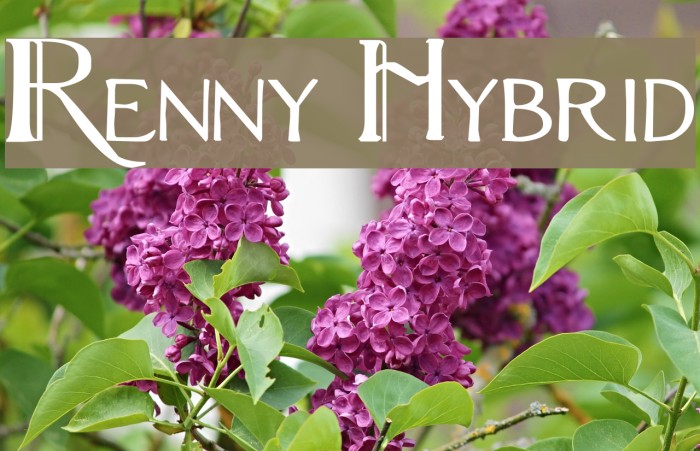 Renny Hybrid Font examples