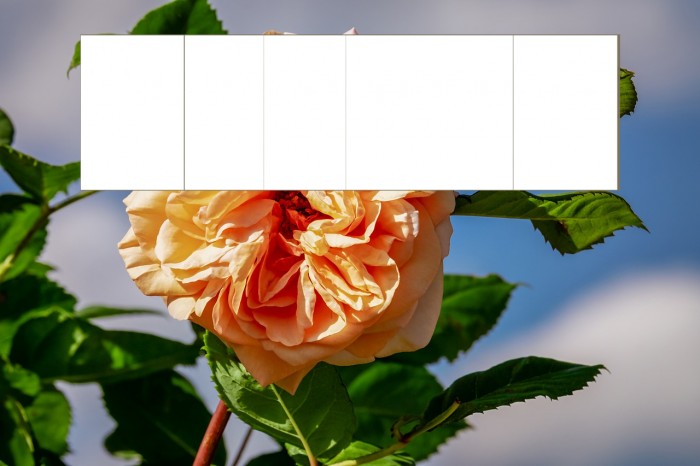 Reo-BG Font examples