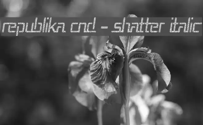 Republika Cnd - Shatter Italic Font examples