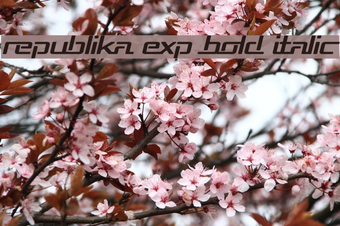 Republika Exp Bold Italic Example 2
