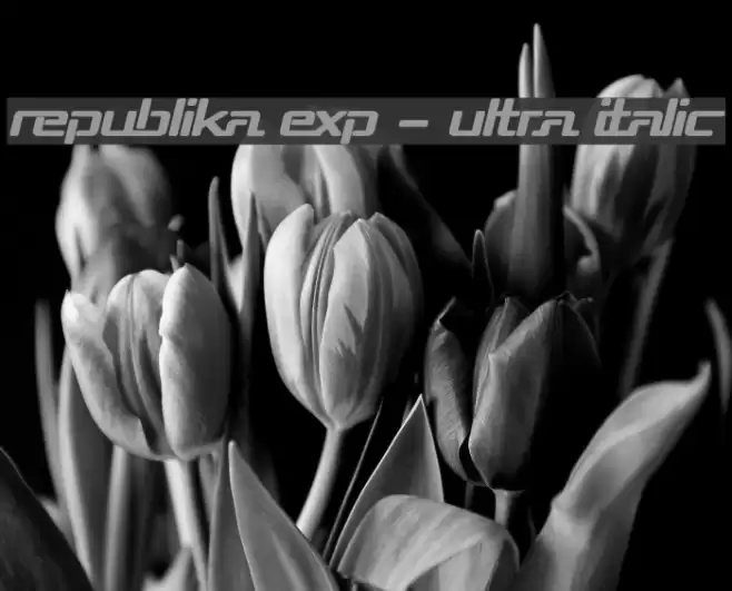 Republika Exp - Ultra Italic Font examples