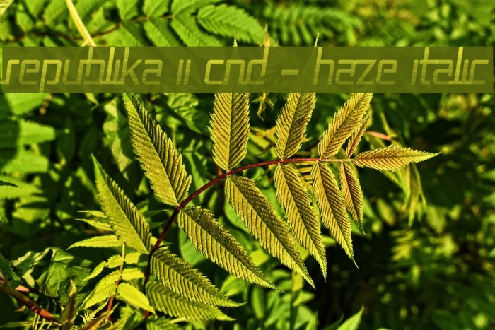 Republika II Cnd - Haze Italic Font examples