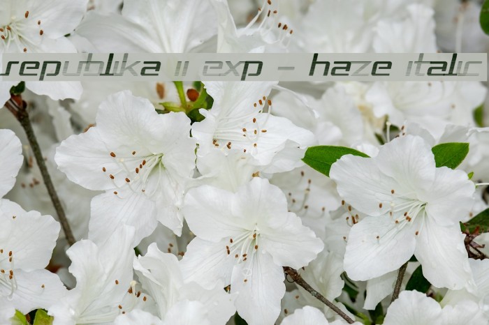 Republika II Exp - Haze Italic Example 1