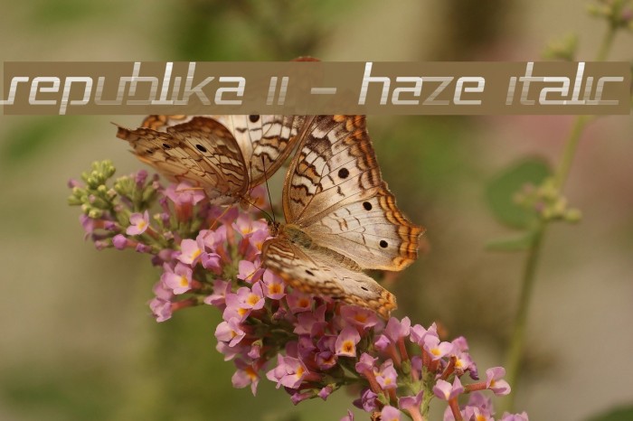 Republika II - Haze Italic Font examples