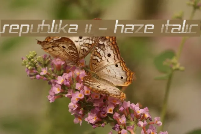 Republika II - Haze Italic Example 3