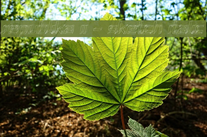 Republika II - Sketch Italic Example 3