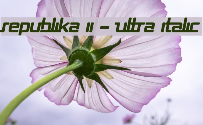 Republika II - Ultra Italic Font examples