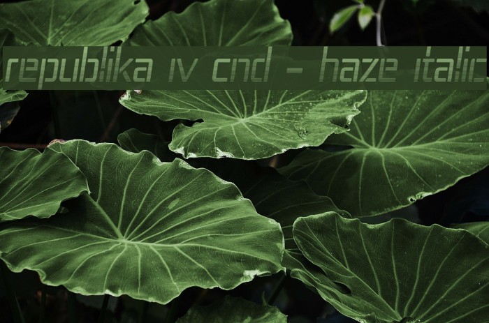 Republika IV Cnd - Haze Italic Font examples