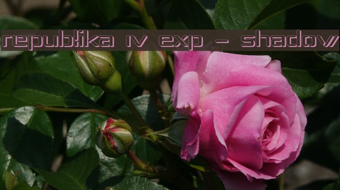 Republika IV Exp - Shadow Example 1