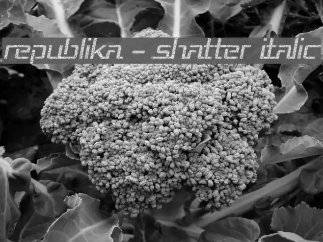 Republika - Shatter Italic Font examples
