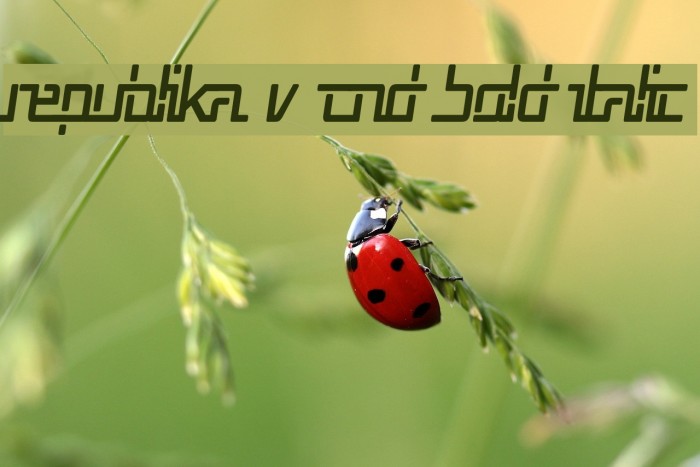 Republika V Cnd Bold Italic Font examples