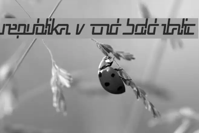 Republika V Cnd Bold Italic Font examples