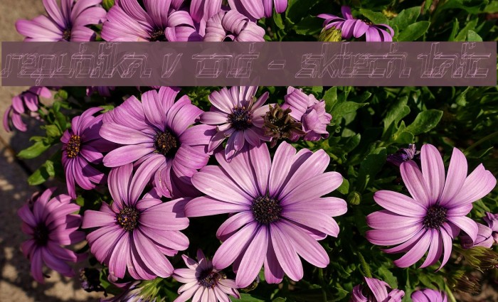 Republika V Cnd - Sktech Italic Example 3