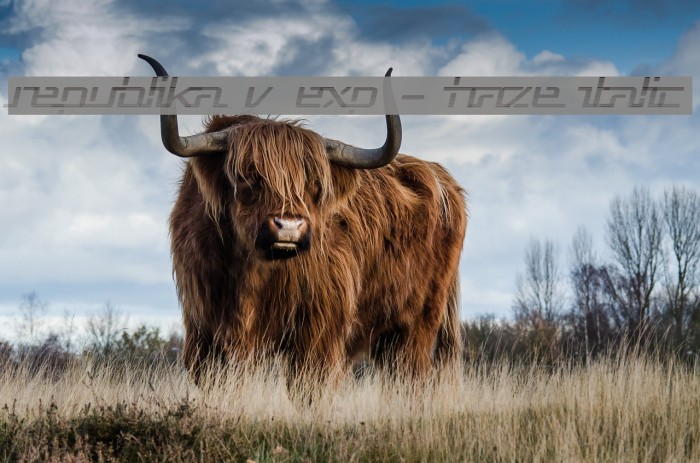 Republika V Exp - Haze Italic Example 2