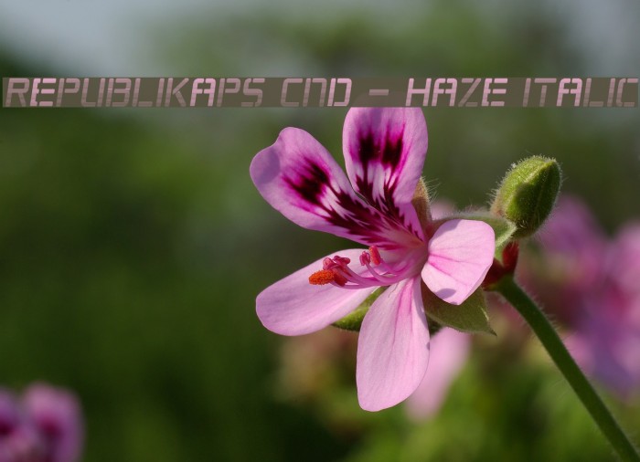 Republikaps Cnd - Haze Italic Font examples