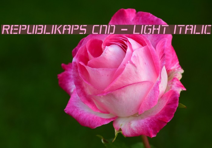 Republikaps Cnd - Light Italic Font examples