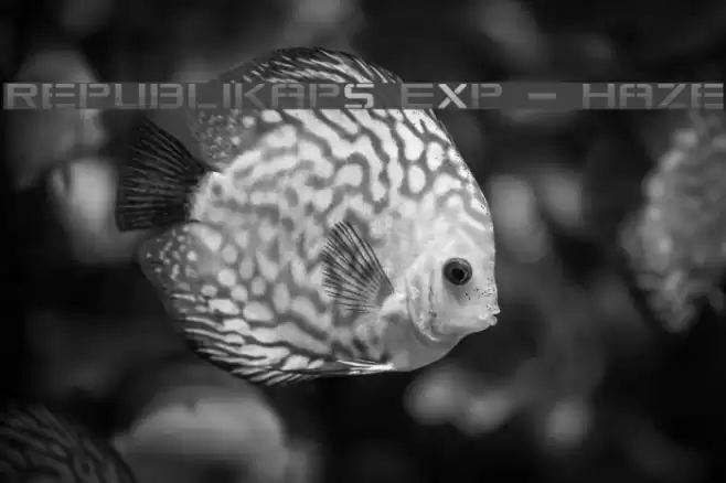 Republikaps Exp - Haze Font examples