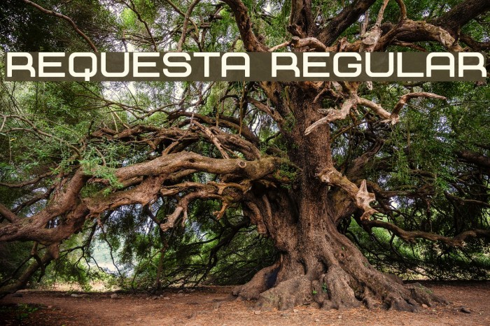 Requesta Regular Font examples