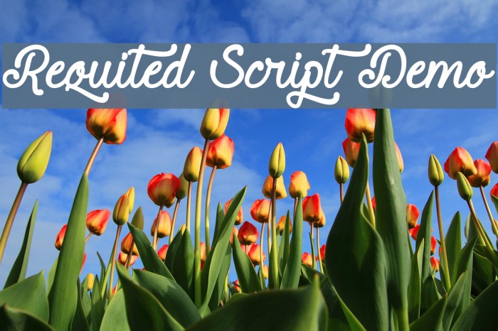 Requited Script Demo Caratteri examples