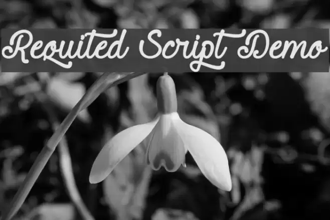 Requited Script Demo Font examples