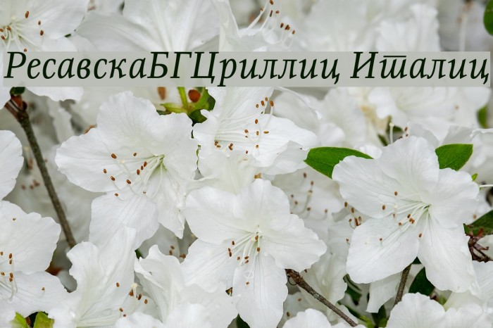 ResavskaBGCyrillic Italic Font examples