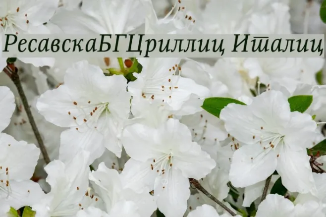 ResavskaBGCyrillic Italic Example 1