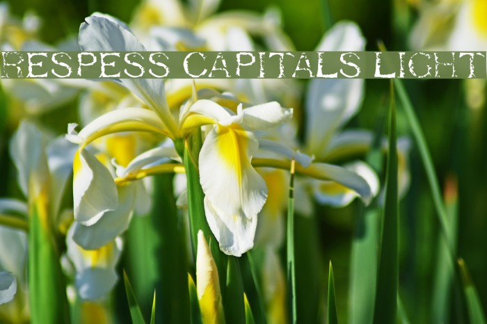 Respess Capitals Light Font examples