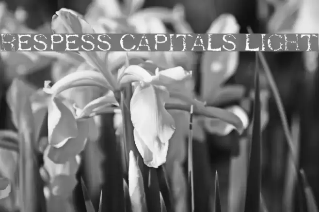 Respess Capitals Light फ़ॉन्ट examples