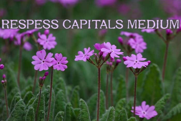 Respess Capitals Medium Schriftart examples