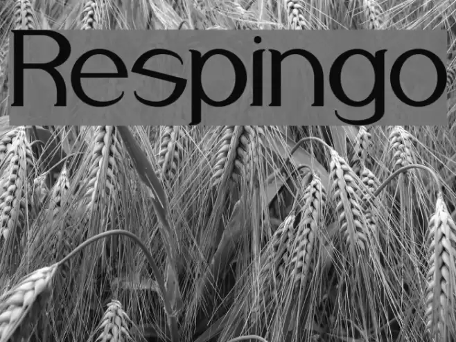 Respingo Font examples