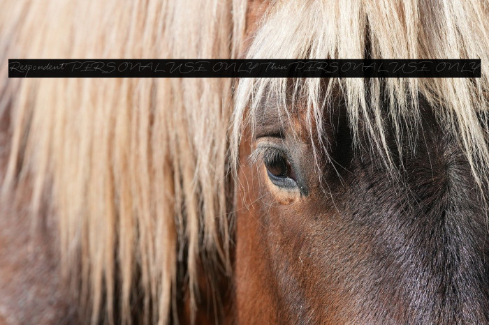 Respondent PERSONAL USE ONLY Thin PERSONAL USE ONLY Example 3