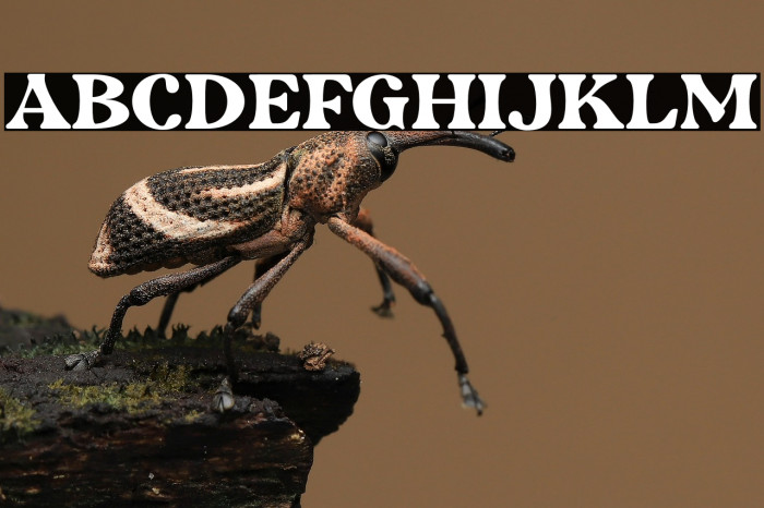 RetripsDEMO Example 1