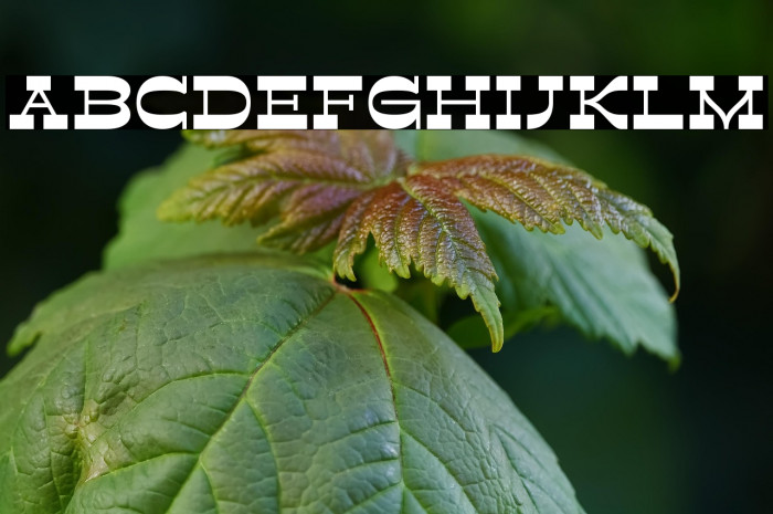 Retroman Bold Example 1