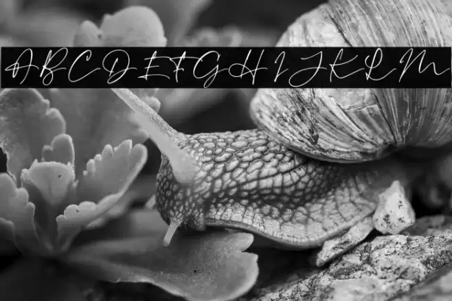 RevalinaDEMO Font examples