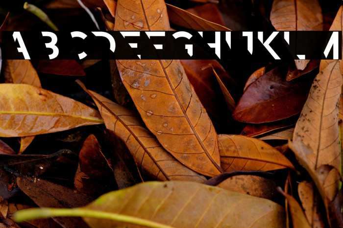 Revoxa Cut 1 Example 1