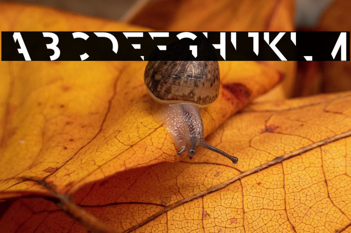 Revoxa Cut 1 Example 2